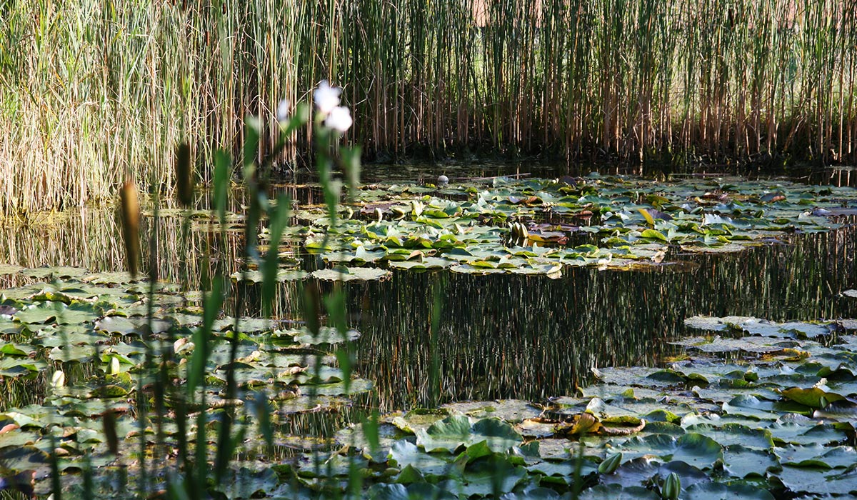 Natur Baden Ökologisch Gesund